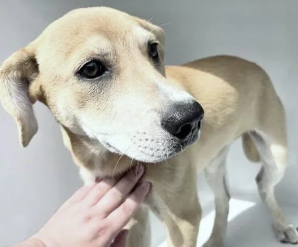 A baby medium-sized female Labrador Retriever dog named A for adoption in Houston, TX