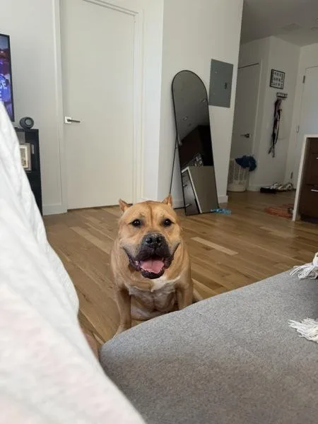 An adult large-sized male Mixed Breed dog named Caffery for adoption in New York, NY