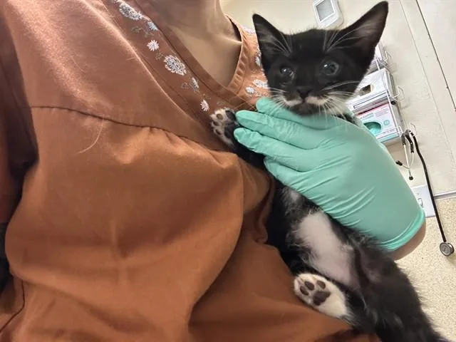 A baby small-sized male Domestic Short Hair cat named Mr.mustache for adoption in Riverside, CA