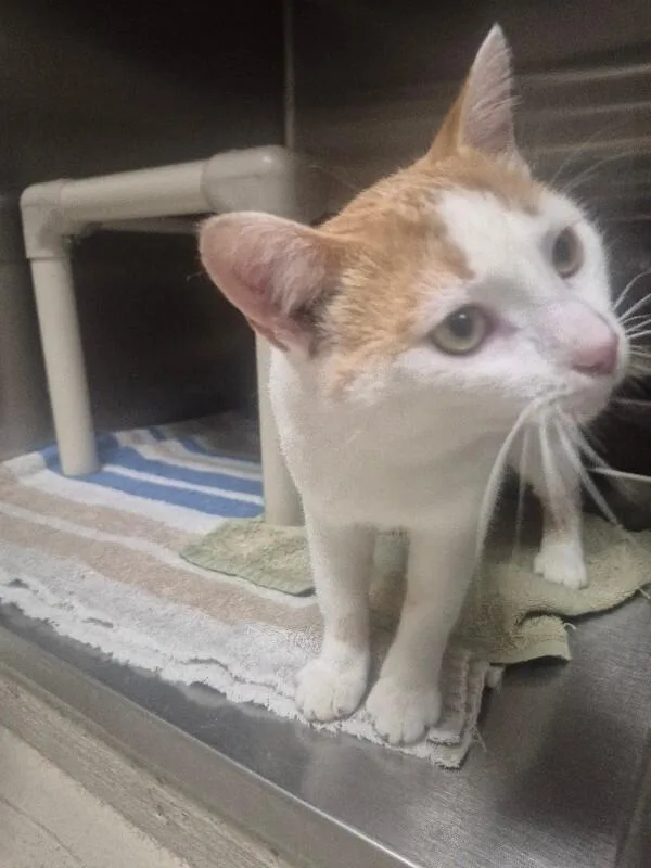An adult medium-sized male Domestic Short Hair cat named Fish for adoption in Bluffton, IN