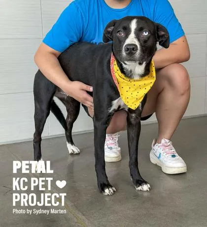 A young large-sized female Black Mixed Breed dog named Petal for adoption in Kansas City, MO