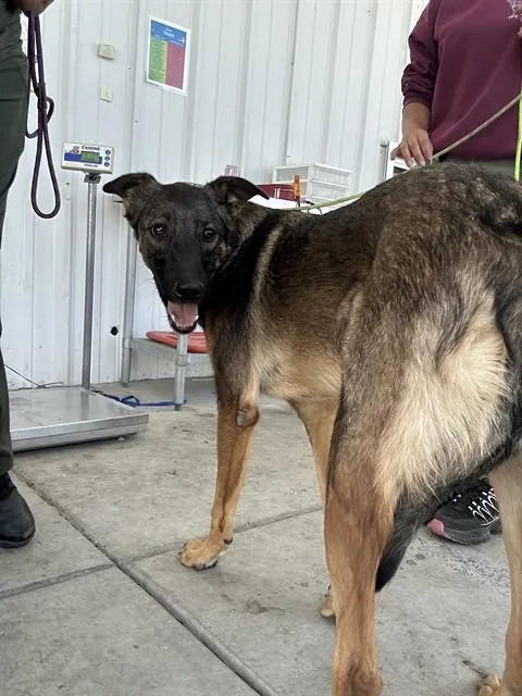 A young medium-sized male Black German Shepherd Dog dog named Whiskey for adoption in Thousand Oaks, CA