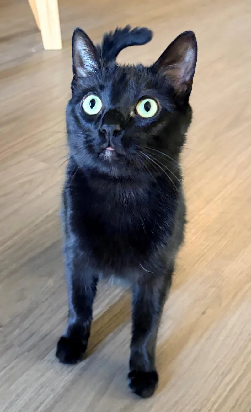 An adult medium-sized male Bombay cat named Orion for adoption in Palo Alto, CA