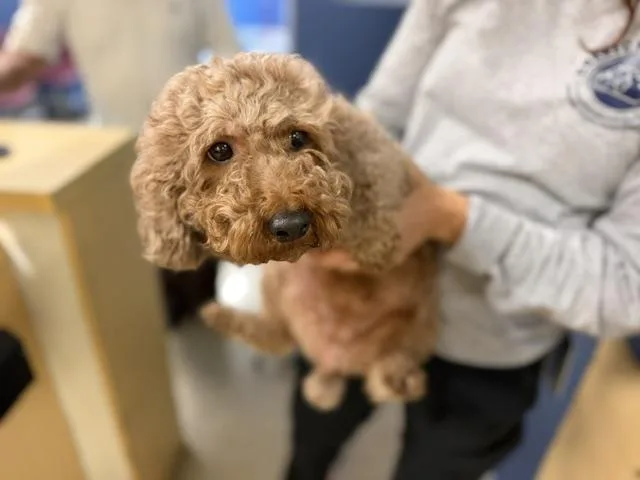 A young small-sized female Poodle dog named Jelly for adoption in Miami, FL