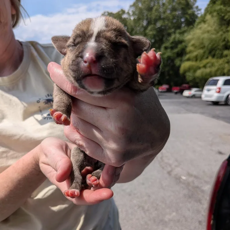 A baby small-sized female Brown / Chocolate Hound dog named Miami Puppy  Willow for adoption in Fairfax Station, VA