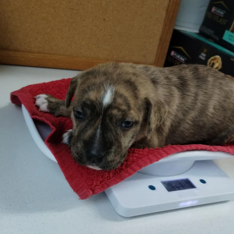 Miami Puppy  Willow thumbnail 2