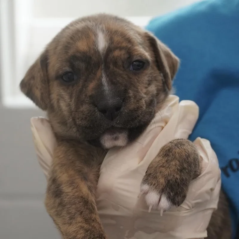 Miami Puppy  Willow thumbnail 3