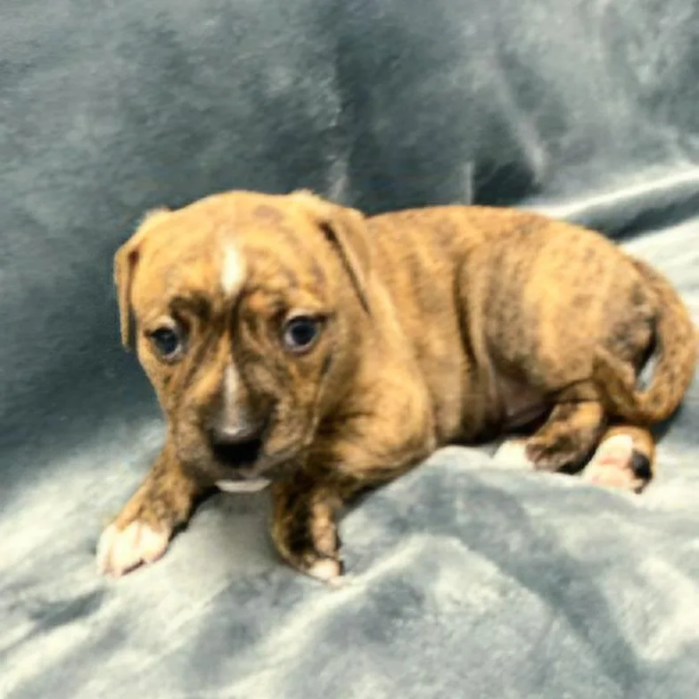 Miami Puppy  Willow thumbnail 4