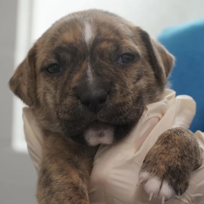 Miami Puppy  Willow thumbnail 5