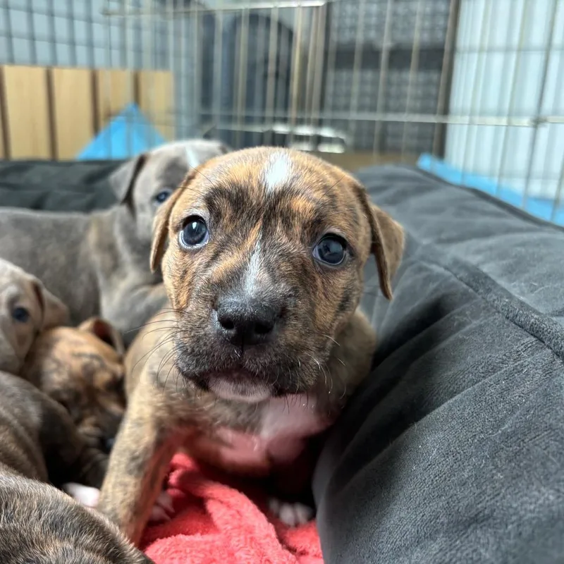 Miami Puppy  Willow thumbnail 6