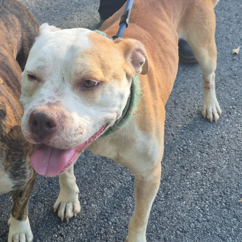 An adult medium-sized male White / Cream Mixed Breed dog named Chex for adoption in Columbus, GA