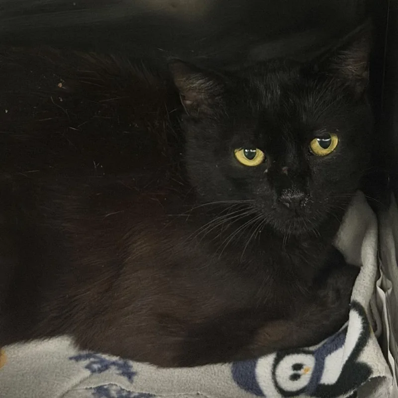 A young small-sized male Black Domestic Short Hair cat named Utah for adoption in Marion, VA