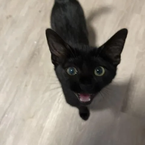A baby small-sized female Black Domestic Short Hair cat named Callie for adoption in Marietta, GA