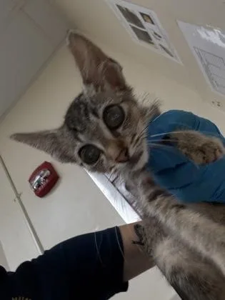 A baby small-sized male Domestic Short Hair cat named Lindo for adoption in Honolulu, HI