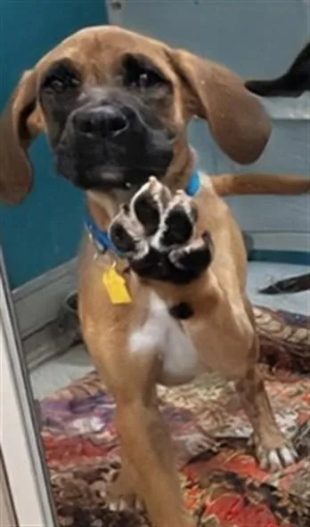 A baby small-sized female Black Mouth Cur dog named A for adoption in Oklahoma City, OK