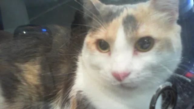 A young large-sized female Domestic Short Hair cat named Aila for adoption in Charlotte, NC