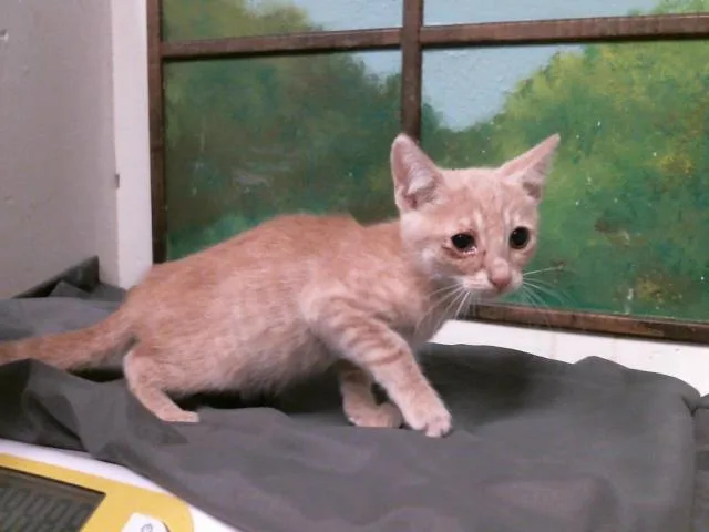 A baby small-sized male Domestic Short Hair cat named Brent for adoption in Houston, TX