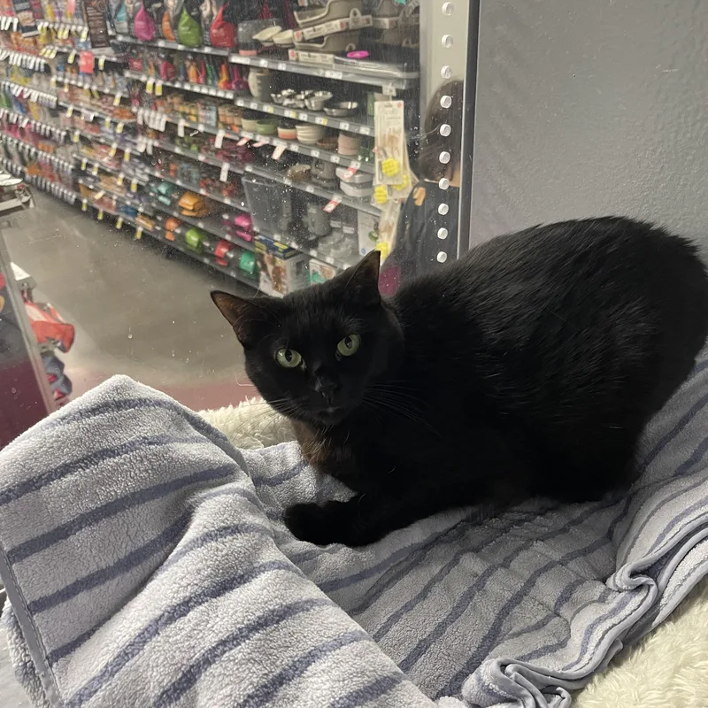 An adult medium-sized female Black Domestic Short Hair cat named Dancer for adoption in Highland, IN