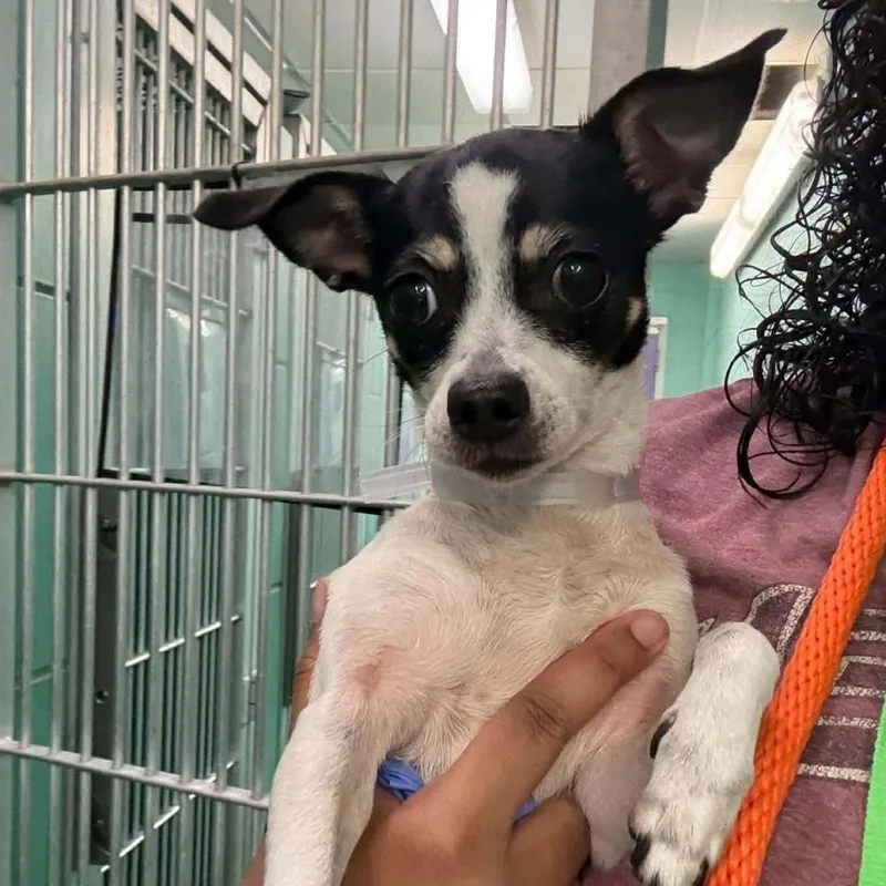 An adult small-sized female Chihuahua dog named Minnie for adoption in Boulder, CO