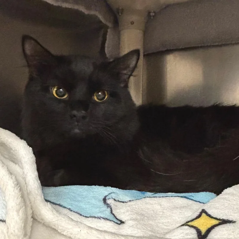 A young large-sized male Black Domestic Medium Hair cat named Shadow for adoption in Springfield, MA