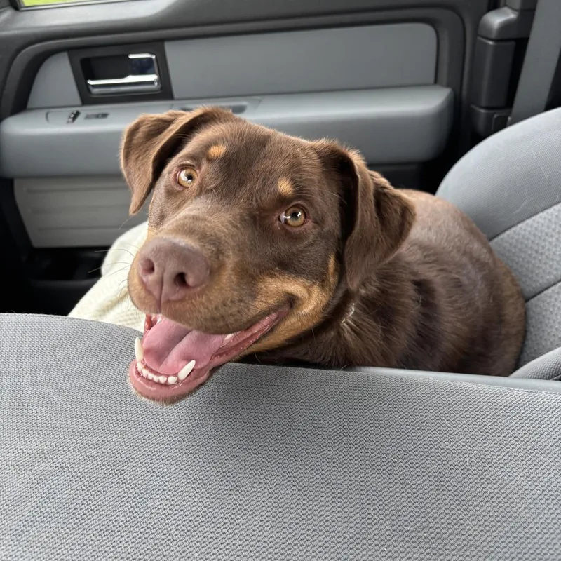 A young large-sized female Brown / Chocolate Mixed Breed dog named Ginny for adoption in Hinsdale, IL
