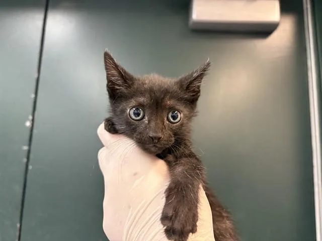 A baby small-sized male Domestic Short Hair cat named Spider for adoption in Thousand Palms, CA