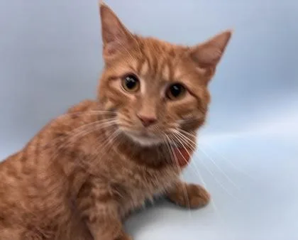 Georgie