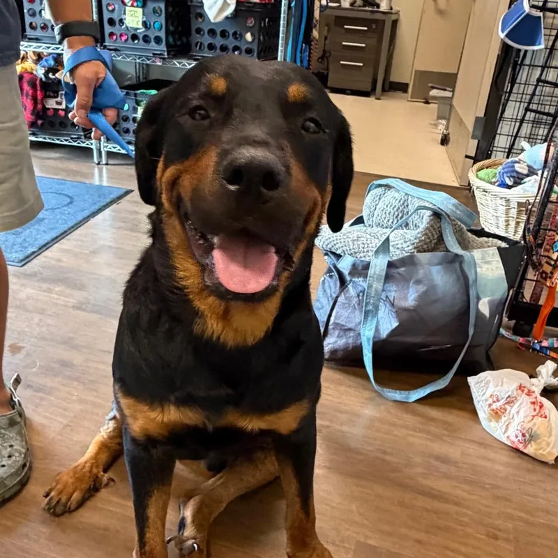 An adult large-sized male Black Rottweiler dog named Mitch for adoption in League City, TX
