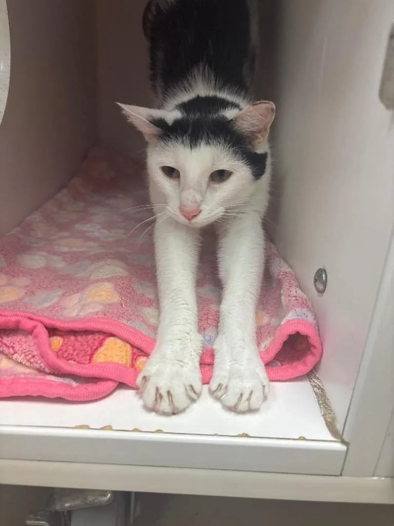 An adult medium-sized female Domestic Short Hair cat named Oreo for adoption in Johnson City, TN