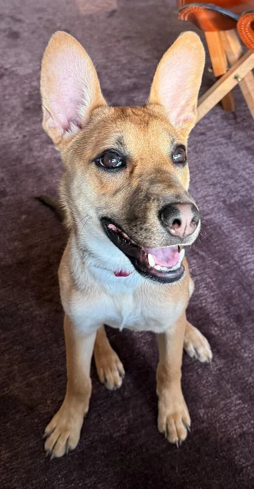 A baby medium-sized female Brown / Chocolate Carolina Dog dog named Rue for adoption in Horn Lake, MS