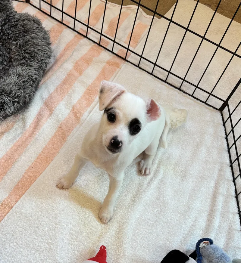 A baby small-sized female White / Cream Chihuahua dog named Cammy for adoption in Boca Raton, FL