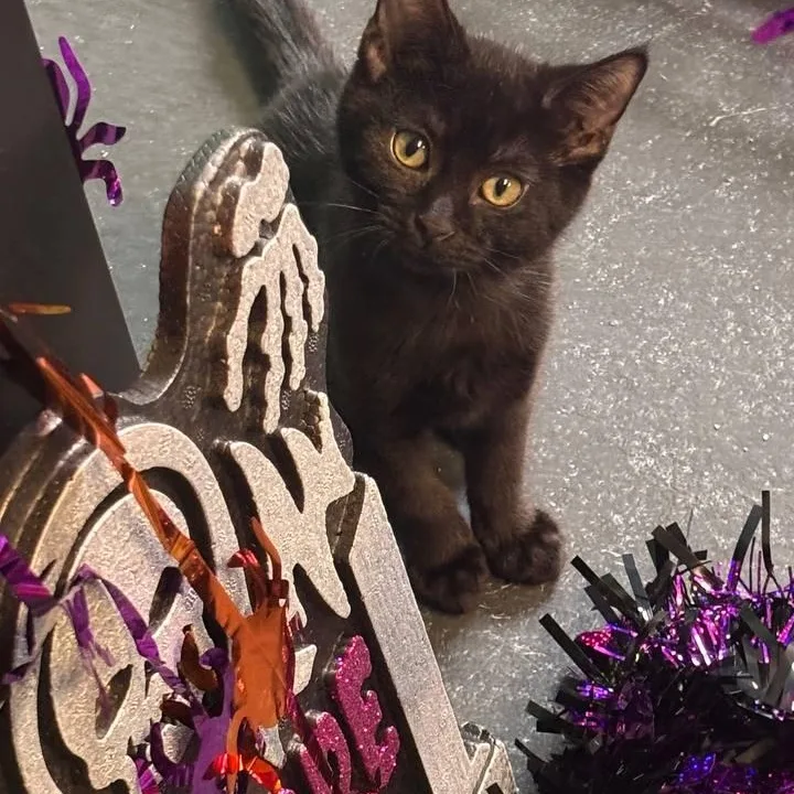 A baby small-sized female Black Domestic Short Hair cat named Katie for adoption in Hartville, OH