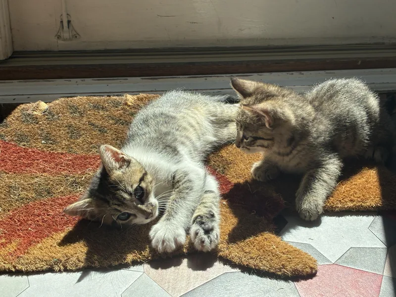 A baby medium-sized male Tabby (Brown / Chocolate) Domestic Short Hair cat named Chamomile & Earl Grey for adoption in Emeryville, CA