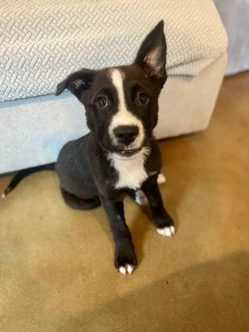 A baby small-sized female Border Collie dog named Darla for adoption in Austin, TX