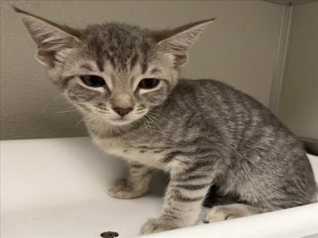 A baby small-sized female Domestic Short Hair cat named Bubbles for adoption in Tracy, CA