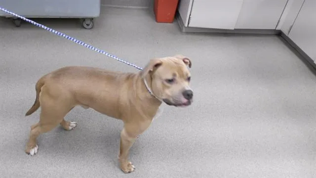 A young large-sized male American Bulldog dog named Beast for adoption in Omaha, NE