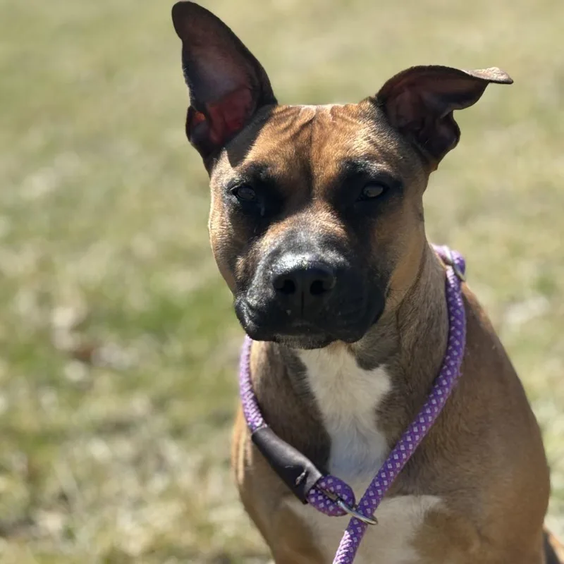An adult medium-sized female Brown / Chocolate Pit Bull Terrier dog named Ruby for adoption in Marshalltown, IA