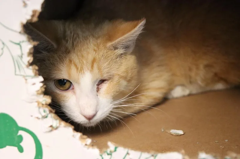 An adult medium-sized male Orange & White Domestic Short Hair cat named Pete for adoption in House Springs, MO