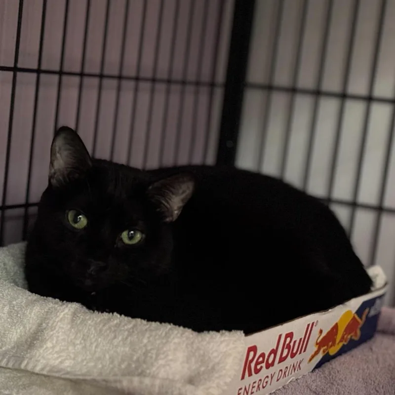 An adult large-sized female Black Domestic Short Hair cat named Luna Emily for adoption in Davenport, IA