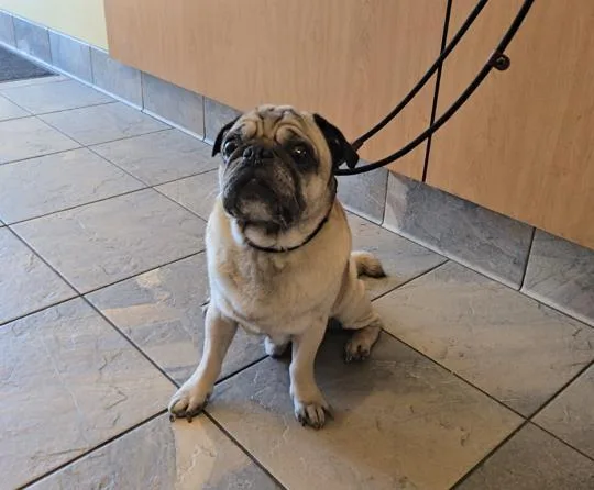 An adult medium-sized male Pug dog named Spud for adoption in Tustin, CA
