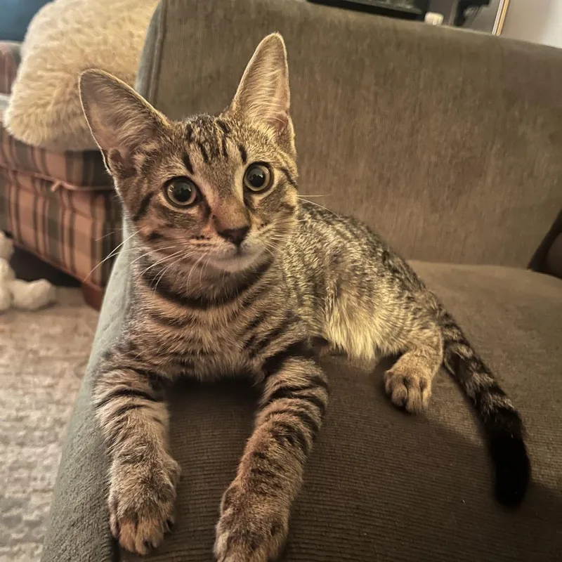 A baby medium-sized male Domestic Short Hair cat named Dolton for adoption in Chicago, IL