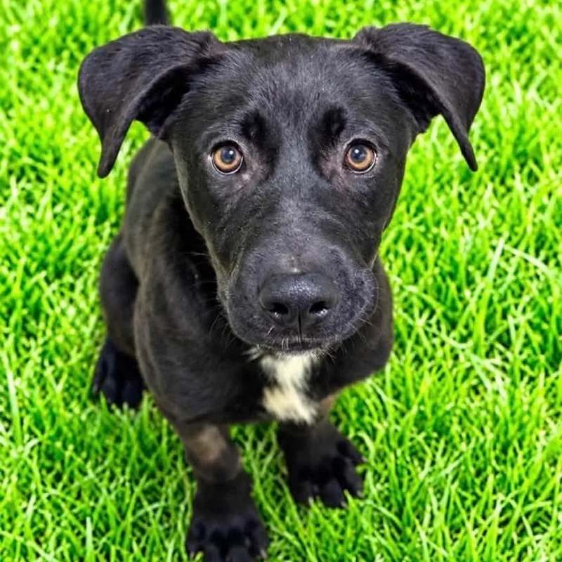 A baby medium-sized male Black Labrador Retriever dog named Lickorice for adoption in Battle Creek, MI