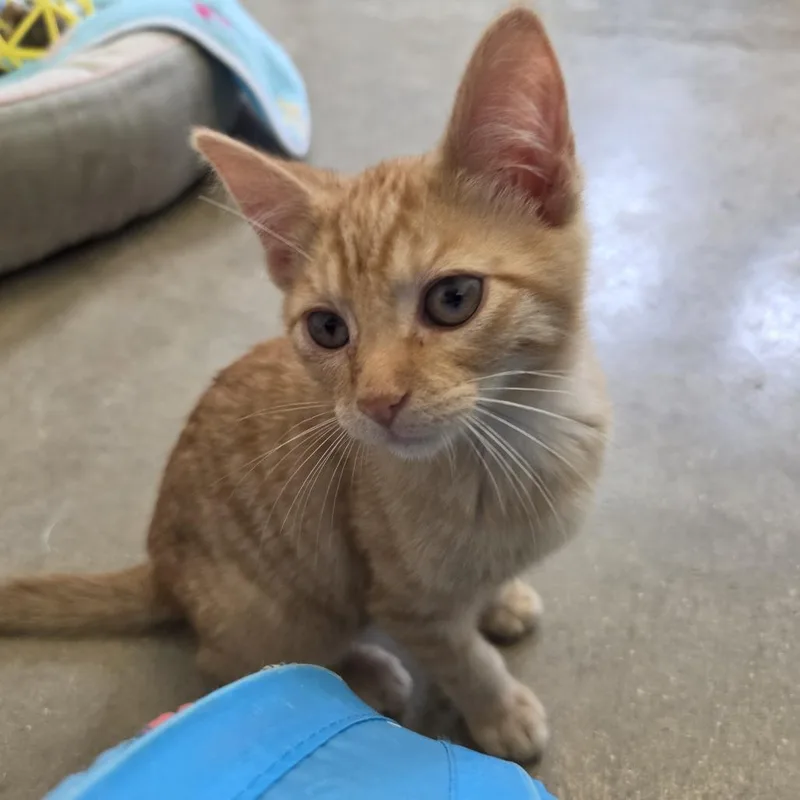 A baby small-sized female Orange / Red Domestic Short Hair cat named Flare for adoption in Rock Falls, IL