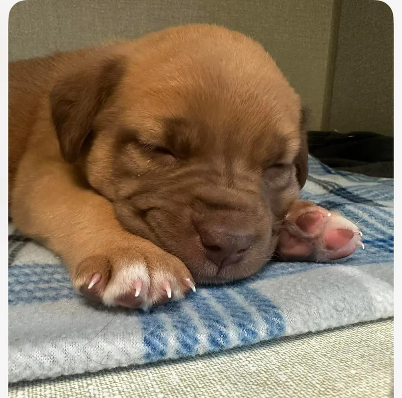 Marjorie thumbnail 2