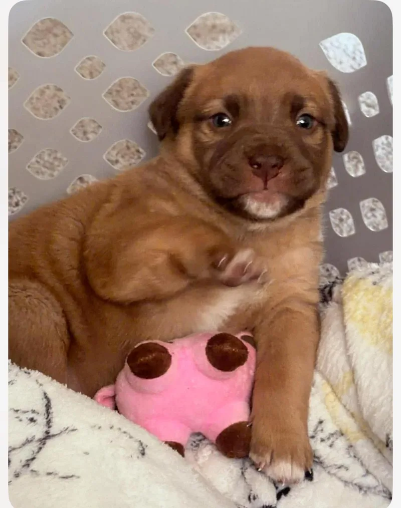 A baby medium-sized female Red / Chestnut / Orange Mixed Breed dog named Marjorie for adoption in Columbia, MD