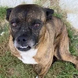 An adult medium-sized male Brindle Boxer dog named Patriot for adoption in Dripping Springs, TX