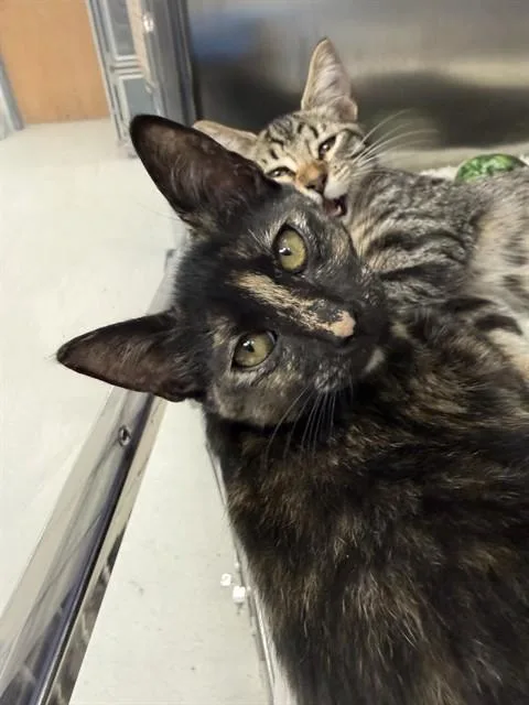 A baby small-sized female Domestic Short Hair cat named Stevie for adoption in Naples, FL