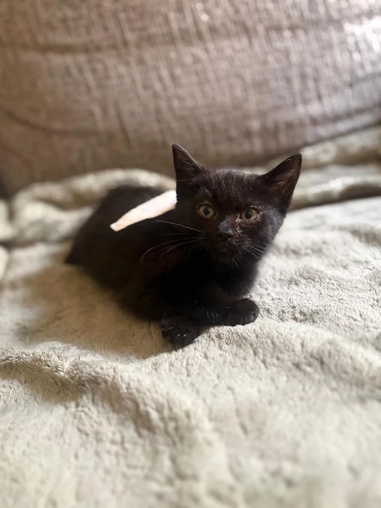 A baby small-sized male American Shorthair cat named Booger for adoption in Hagaman, NY