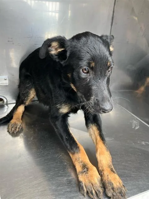 A baby small-sized female Mixed Breed dog named Princess for adoption in Dallas, TX