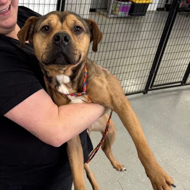 An adult medium-sized female Mixed Breed dog named Clover for adoption in Oak Park, MI